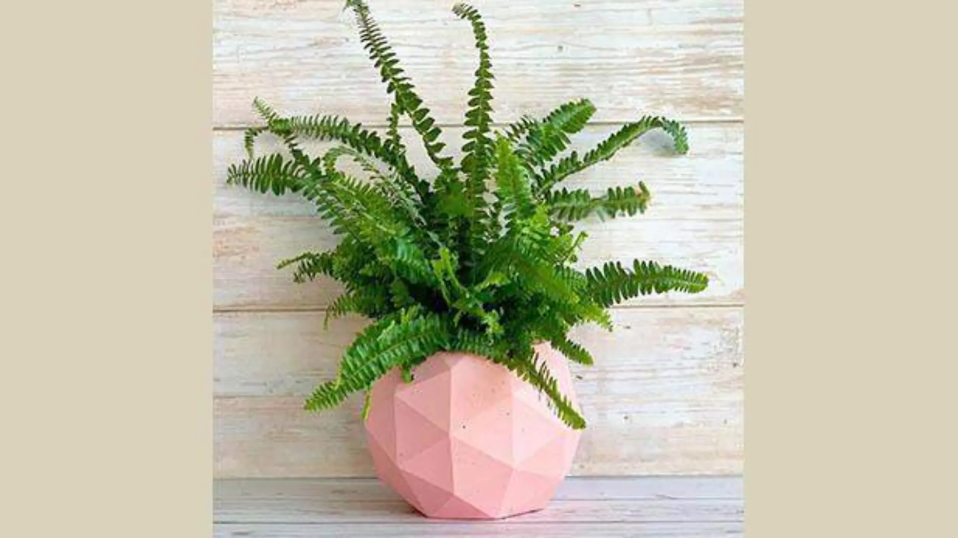 plantas decorativas